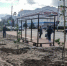 В областном центре высадили маленькие клёны - Российская Нива